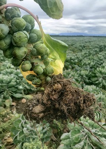 Club Root shown on Brussel Sprouts roots.